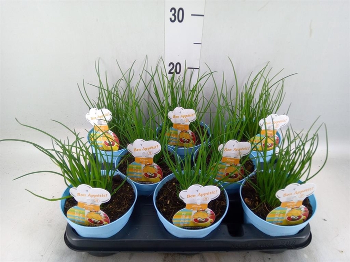 <h4>Allium schoenoprasum</h4>