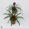 Bromelia op hout Bonami Gemengd Coco