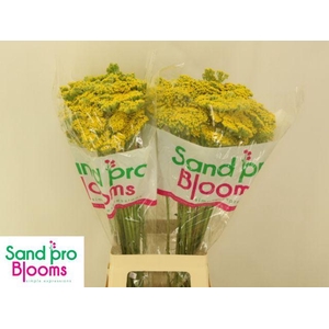 ACHIL F PARK VARIETY