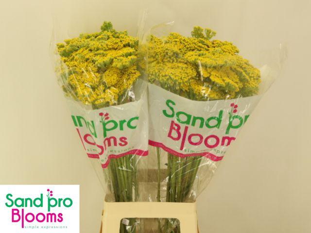 <h4>ACHIL F PARK VARIETY</h4>