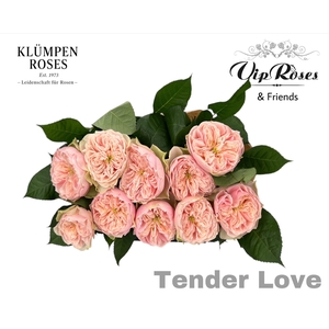 R GR TENDER LOVE