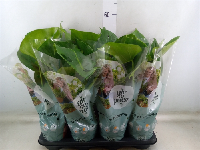 <h4>Monstera delic.</h4>