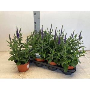 VERO SPICATA