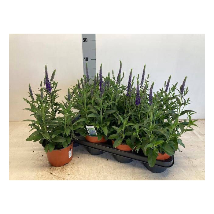 <h4>VERO SPICATA</h4>