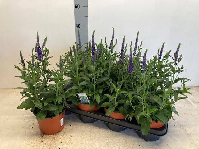 VERO SPICATA