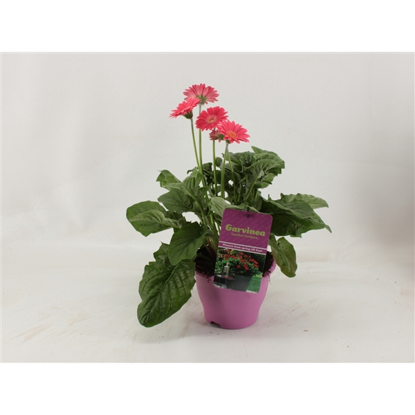 Gerbera XL Garvinea 4+ roze