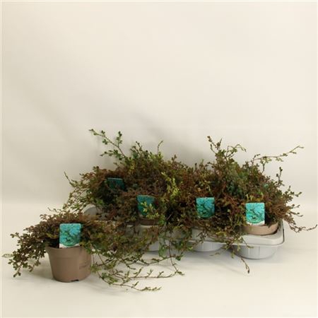 <h4>Selaginella 'peacock'</h4>