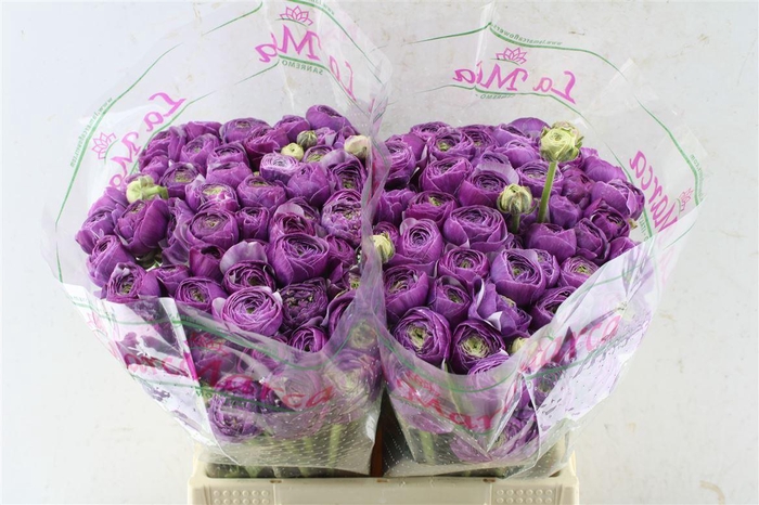 <h4>Ran Kloon Prima Antoine</h4>