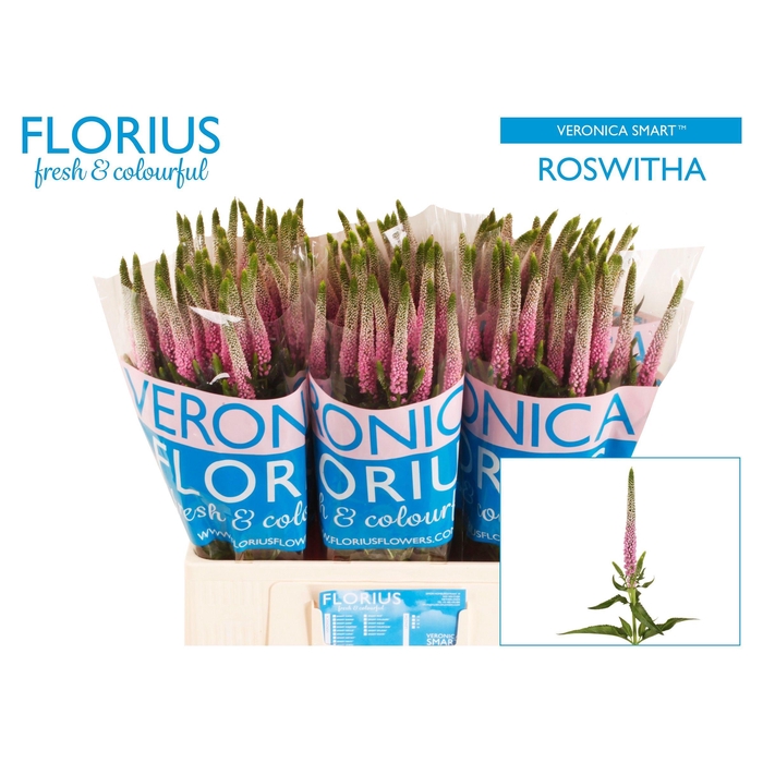 <h4>Veron Smart Roswitha</h4>