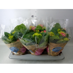 Hydrangea mac. 'Early Rosa'