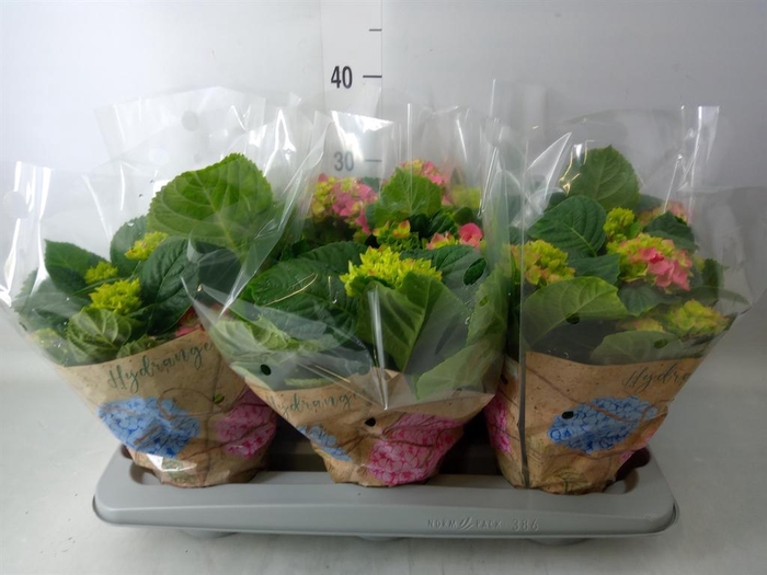 <h4>Hydrangea mac. 'Early Rosa'</h4>