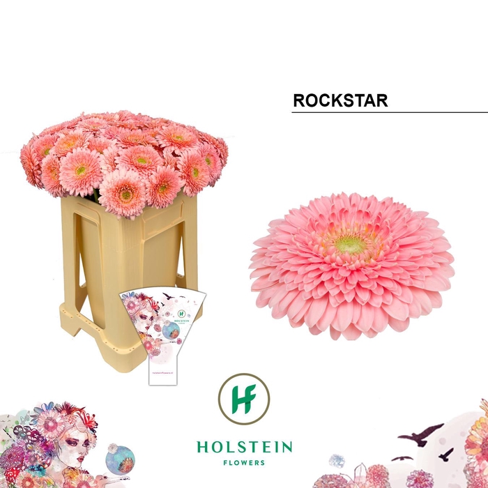 <h4>Germini Pomponi Rockstar Water/Hoes x80</h4>
