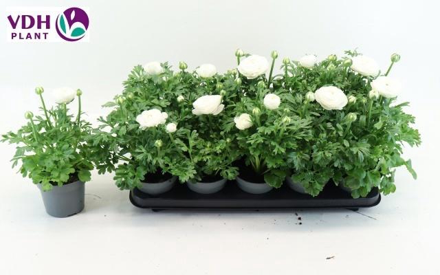 <h4>RANUN SPRINK WHITE</h4>