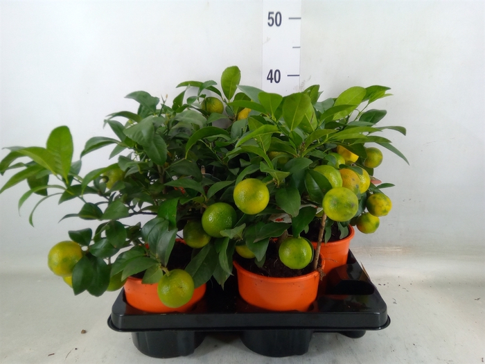 <h4>Citrus limetta</h4>