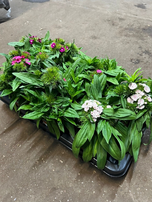 <h4>DIANTHUS BARBATUS MIX P14</h4>