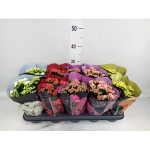 Kalanchoe blos. 'Perfecta'  ..mix 5