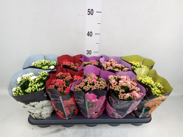 <h4>Kalanchoe blos. 'Perfecta'  ..mix 5</h4>