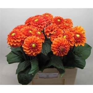 Dahl Bright Orange
