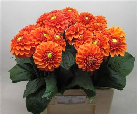 <h4>Dahl Bright Orange</h4>