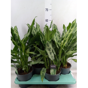Aglaonema   ...