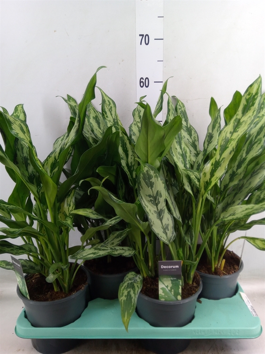 <h4>Aglaonema   ...</h4>