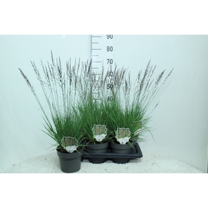 Molinia caerulea