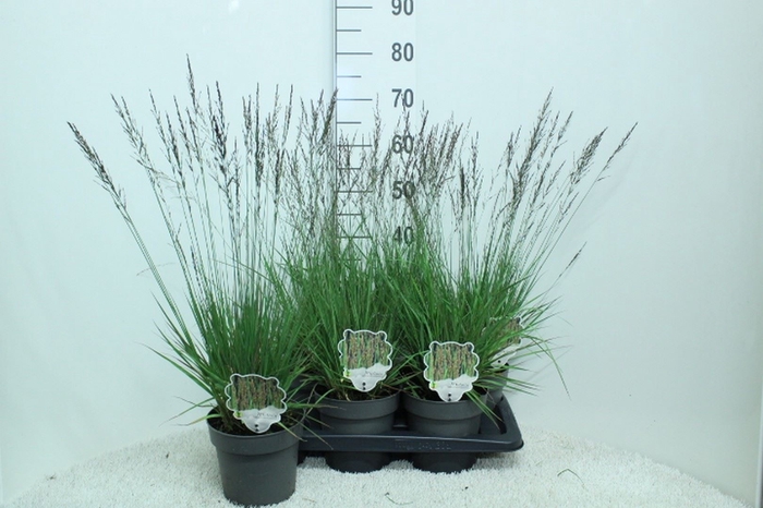 <h4>Molinia caerulea</h4>