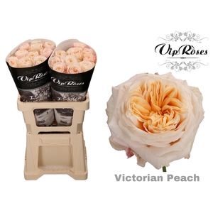 R GR VICTORIA PEACH@ x 20