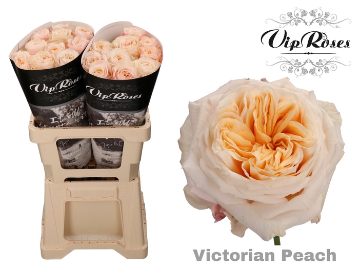 R GR VICTORIA PEACH@ x 20