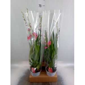 Burrageara  'Nelly Isler'