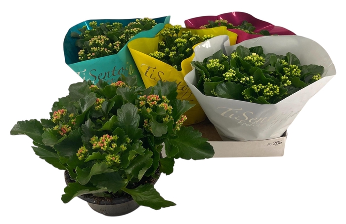 <h4>KAL GE GEM 4 KL</h4>