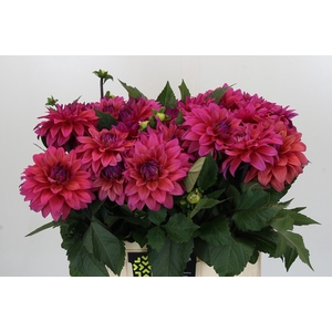 Dahlia American Dawn