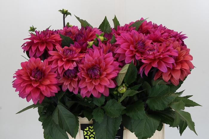 <h4>Dahlia American Dawn</h4>