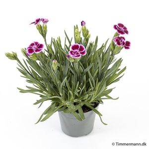 DIANTHUS CARYOPHYLLUS p6 Pink Kisses