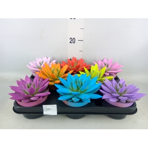 Echeveria  'Miranda'