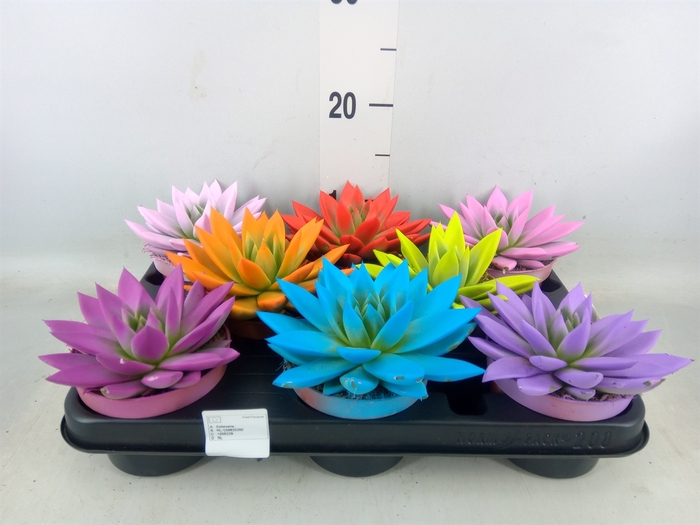 <h4>Echeveria  'Miranda'</h4>