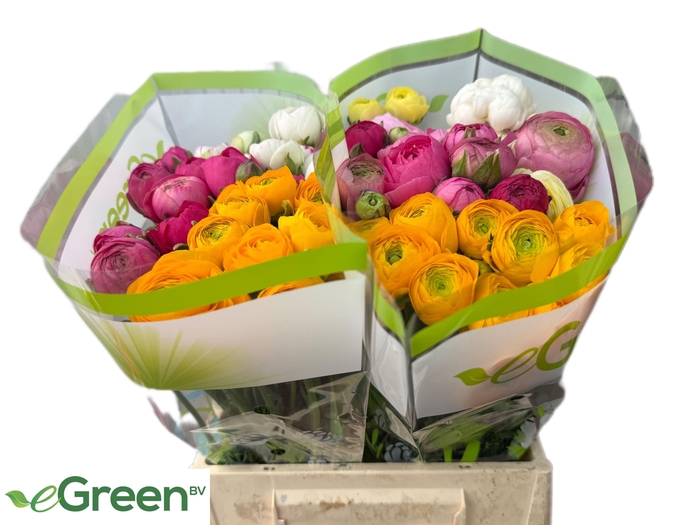 <h4>RAN GEM IN FUST</h4>