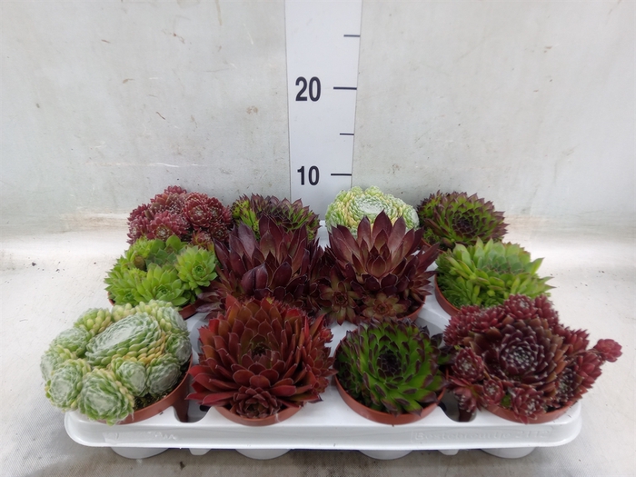 <h4>Sempervivum   ...</h4>
