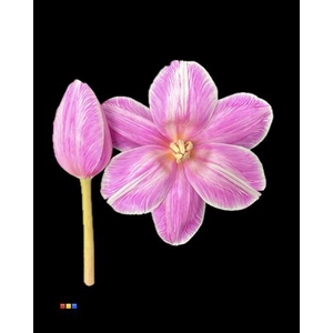 Tulp Pastel Cerise