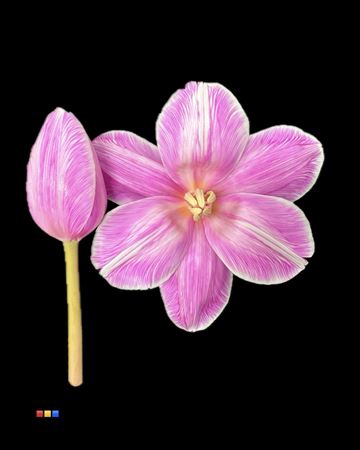 <h4>Tulp Pastel Cerise</h4>