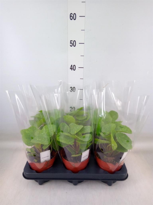 <h4>Pilea   ...</h4>