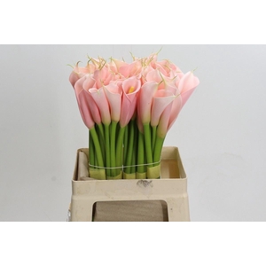 CALLA EYDOLLS SALMON