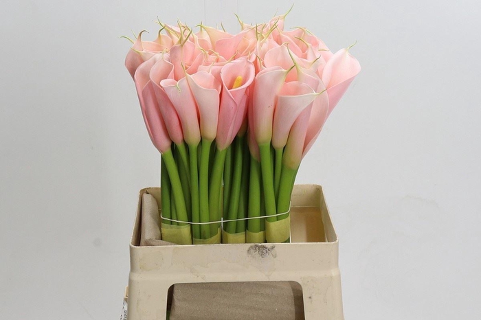 <h4>CALLA EYDOLLS SALMON</h4>