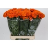 Tagetes Marigold Promise Orange