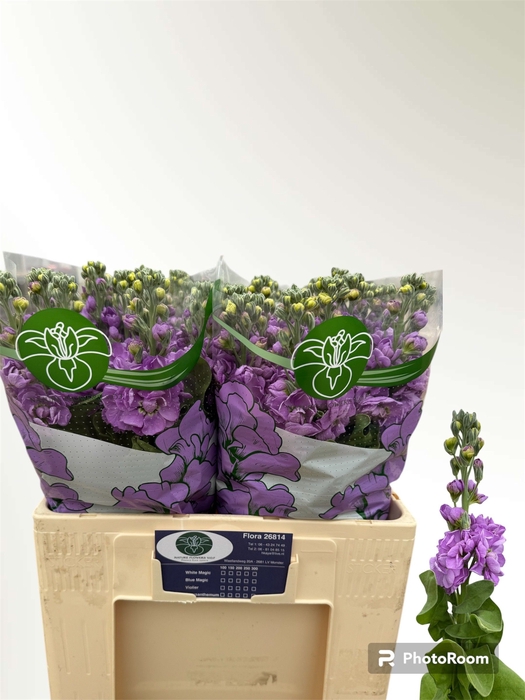 <h4>MATTH MATHILDA LAVEN</h4>