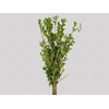FOLHAGEM PHOTINIA VERDE 070 CM