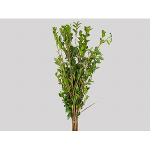 FOLH PHOTINIA VERDE