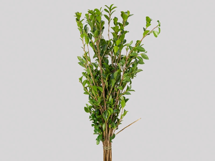 FOLHAGEM PHOTINIA VERDE 070 CM