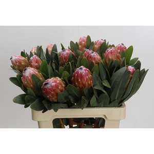 Protea Susara