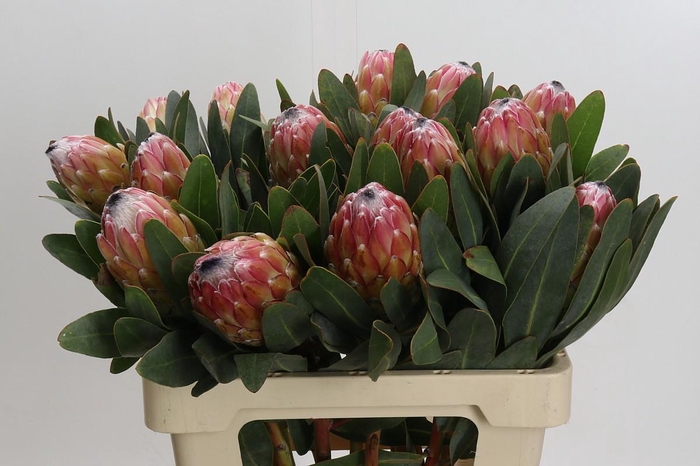 <h4>Protea Susara</h4>